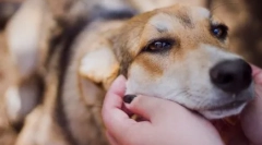 3 Верни начини да хванеш куче, ако не се побере